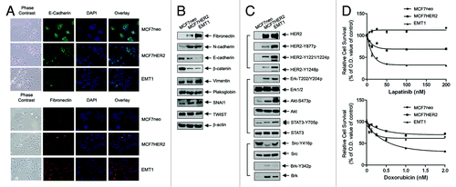 Figure 2. Phenotype changes in MCF7 breast cancer cells following overexpression of HER2 and in vivo selection.(A) Changes in cell morphology and expression levels of E-cadherin and fibronectin. MCF7neo, MCF7HER2, and EMT1 cells were subjected to immunofluorescent staining with antibodies directed against E-cadherin and fibronectin and counterstained with DAPI. Representative areas visualized under phase contrast lens and fluorescent light are shown. (B) Changes in EMT markers. Lysates of MCF7neo, MCF7HER2, and EMT1 cells were prepared and analyzed by western blotting using the indicated antibodies. (C) Changes in the levels of HER2 and HER2 downstream cell signaling substrates. Lysates of MCF7neo, MCF7HER2, and EMT1 cells were prepared and analyzed by western blotting using the indicated antibodies. (D) Differential responses of MCF7neo, MCF7HER2 and EMT1 cells to lapatinib and doxorubicin treatment. The cells were exposed to varying concentrations of lapatinib or doxorubicin for 48 h. MTT assays were performed at end of the treatments. The optical density (OD) values of the treated groups were normalized as a percentage of the OD value of untreated or vehicle treated groups of corresponding cell lines. p < 0.01 between MCF7neo cells and MCF7HER2 or EMT1 cells treated with lapatinib at all doses; p < 0.01 between MCF7neo cells and MCF7HER2 treated with doxorubicin at doses greater than 0.125 nM and between MCF7neo cells and EMT1 cells treated with doxorubicin at doses greater than 1 nM.