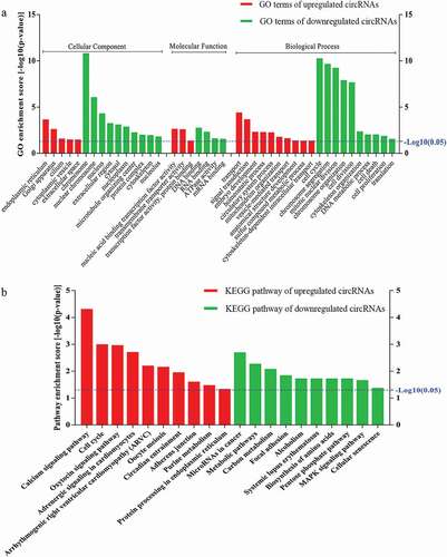 Figure 4. Gene Ontology (GO) and Kyoto Encyclopedia of Genes and Genomes (KEGG) pathway analyses. a) GO analysis of genes related to differentially expressed circRNAs. GO annotations of the linear counterparts of upregulated and downregulated circRNAs in the cellular component (CC), molecular function (MF), and biological process (BP) terms. Red and green indicate GO terms of upregulated and downregulated circRNAs, myotubes vs. myoblasts, respectively. b) KEGG pathway enrichment analysis of the genes that produced upregulated and downregulated circRNAs. Red and green indicate KEGG pathways of upregulated and downregulated circRNAs, myotubes vs. myoblasts, respectively. Both upregulated and downregulated circRNAs were significantly altered with fold change ≥ 2.0 and P < 0.05.
