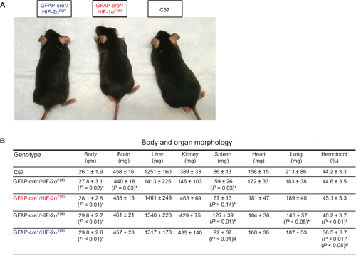 Figure 2 HIF-1α and HIF-2α knock-out animals show similar somatic physiological characteristics to C57 animals.