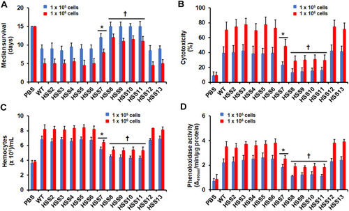 Figure 3 Interaction of Tenebrio molitor larvae with genetically modified Sporothrix schenckii strains. Animal groups, containing 30 individuals per group, were inoculated with either 1×105 or 1×106 yeast-like cells of different S. schenckii strains, and killing charts were generated using Kaplan–Meier survival curves and analyzed using the Log rank test. From these, the median survival of animals was calculated (A). Alternatively, animal groups were challenged with the fungal doses, incubated at 37°C for 24 h hemolymph collected and used to quantify cytotoxicity (B), hemocytes (C), or phenoloxidase activity (D). In (B), the 100% cytotoxicity refers to lactate dehydrogenase activity quantified from lysed hemocytes. PBS, control group where animals were inoculated only with PBS. *P < 0.05, when compared with values generated in animals inoculated with other fungal strains. † P < 0.05, when compared to HSS7 and the other fungal strains.