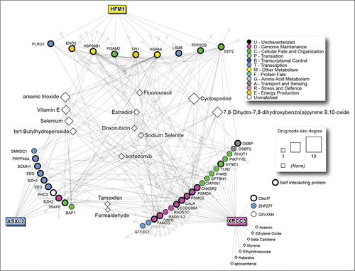 Figure 5. Drugs targeting the predictor genes PPI network. The size of the node corresponds to number of proteins it targets.