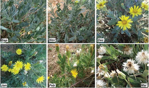 Figure 2. The main development stages of Hertia cheirifolia throughout the months of collection. Le: leaves; Fb: flower bud; Fl: flowers (inflorescence); Fr: fruit.