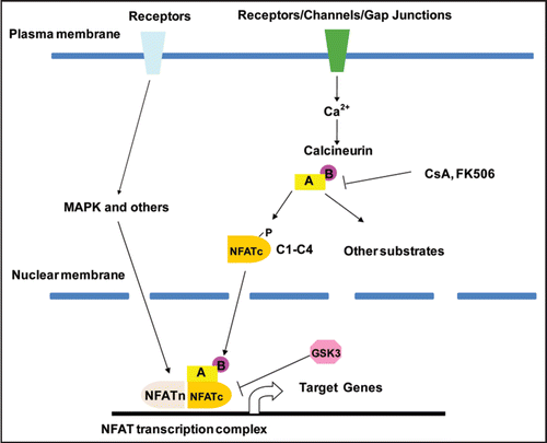 Figure 1 The Calcineurin-NFAT signaling pathway. Calcineurin is a calcium-dependent serine-threonine phosphatase. Calcineurin has a catalytic subunit “A” and a regulatory subunit “B”. Both of these subunits are indispensible for calcineurin activity. The activity of calcineurin can be inhibited by a number of intrinsic and pharmacological inhibitors, such as Cyclosporin A (CsA) and FK506. The increase in cytoplasmic calcium level can be triggered by many factors, including the activation of a diverse set of cell surface receptors, ion channels and even gap junctions. Intracellular calcium increase leads to the activation of calcineurin. Activated calcineurin dephosphorylates its substrates, including the NFATc transcription factors. The dephosphorylated NFATc proteins translocate from the cytoplasm to the nucleus to regulate the transcription of their target genes. The regulation of transcription by NFATc proteins requires nuclear partners (NFATn). These nuclear partners can be different for different target genes and in different cells. These nuclear partners are usually activated by a different set of receptors on the cell surface.