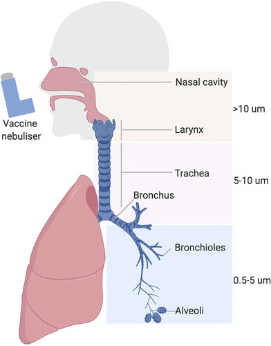 Figure 2. Respiratory system in man and vaccine deposition following aerosol delivery (created with BioRender.com).
