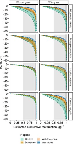 Figure 5. Estimated cumulative root fraction profiles for four plant species under four hydrological regimes, with or without competition from the grass Festuca rubra. Profiles are modelled with 95% confidence intervals, using the β-estimates from Figure 3.