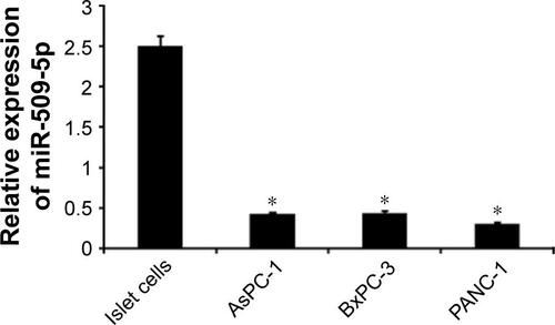 Figure S1 Real-time quantitative polymerase chain reaction was performed to examine the expression of miR-509-5p in the isolated islet cells from pancreas (n=3) and three pancreatic cancer cell lines.Notes: Results are expressed relative to the control value. *P<0.05 vs islet cells.