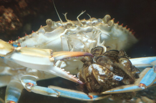 Figure 1. Blue crab Callinectes sapidus eating D. polymorpha (Credit: D. P. Molloy).