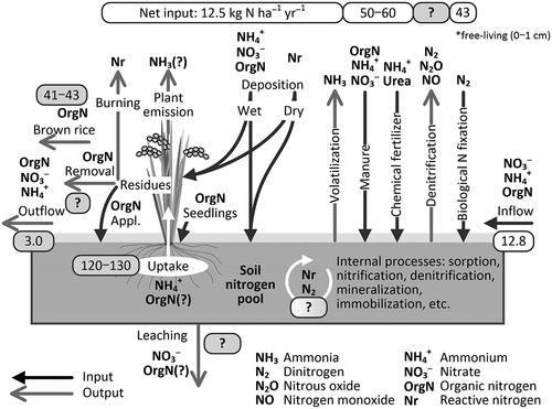 Figure 1. Nitrogen processes in a rice paddy for single cropping in central Japan. Nitrogen flows (kg N ha–1 yr–1) were derived from Hayashi et al. (Citation2014c; Citation2017).