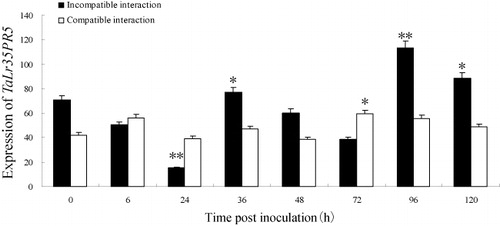 Figure 2. Expression profiles of TaLr35PR5 in incompatible and compatible interaction leaves infected by the avirulent P. triticina isolate 07-10-426-1 at different times post-inoculation. The relative expression is expressed as fold change relative to mock inoculated plants on 0 hpi. The y-axis indicates the amounts of TaLr35PR5 transcript normalized to the GAPDH gene. The x-axis indicates sampling times. Error bars represent variation among three biological replicates. *p < 0.05, n = 3.