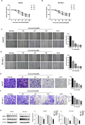 Figure 1. Curcumin inhibits the proliferation, invasion, and migration of hepatocellular carcinoma cells. (A, B) Cell growth rates of HepG2 and SK-Hep-1 cells treated with curcumin (10, 20, 40, and 60 µM) and 5FU (10 µM) were measured by CCK-8 assays at 24, 48, and 72 h. (C, D) Semi-quantitative analysis of the in vitro migration ability of HepG2 and SK-Hep-1 cells treated with curcumin (20, 40, and 60 µM) and 5FU (10 µM) at 24 h was performed by a scratch healing assay (×100). (E, F) Transwell assays were used to assess the invasive ability of HepG2 and SK-Hep-1 cells treated with curcumin (20, 40, and 60 µM) and 5FU (10 µM) at 24 h. The number of invaded cells was analyzed (×200). (G)The expression of invasion and metastasis-related proteins MMP2 and MMP9 was quantitated by western blotting. **P < 0.01.