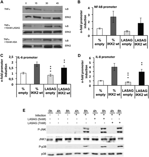 Fig. 1 LASAG specifically acts via inhibition of IKK-mediated NF-κB activation and has no impact on virus-induced MAPK activation.a Activation of the NF-κB signaling pathway in A549 cells via TNF-α leads to degradation of IκB. IκB degradation and a NF-κB activation are inhibited after treatment of A549 cells with either 10 mM LASAG (BAY 81–8781) or 10 mM ASA. ERK2 represents the loading control. b, c, d LASAG inhibits IKK-mediated transcriptional activation of NF-κB-dependent promoters. A549 cells were transfected with plasmids carrying a NF-κB-specific promoter element in front of a luciferase gene b or the promoter constructs of NF-κB-dependent genes IL-6 C and IL-8 d. Cells were co-transfected with either empty vector or a plasmid expressing a wt form of IKK2 that is active upon overexpression. At 16 h post-transfection, cells were treated with solvent or 5 mM LASAG for an additional 6 h. Cells were then lysed and promoter activity was determined by measuring luciferase activity. The results show the mean of three independent experiments. P < 0.05 = *; P < 0.01 = **; P < 0.005 = ***. e LASAG does not have non-specific effects on virus-induced activity of mitogen-activated protein kinases (MAPK) JNK and p38. A549 lung epithelial cells were either left uninfected (lanes 1–3) or were infected with IAV A/FPV/Bratislava/79 (H7N7) (MOI = 5) for 4 or 8 h, respectively (lanes 4–9). Infected cells were either left untreated (lane 1–5) or treated with either 5 mM (lanes 6 and 7) or 7 mM LASAG (lanes 8 and 9) immediately after infection. Cells were then lysed, and protein lysates were separated by PAGE and blotted onto nitrocellulose membranes. Membranes were then incubated with antibodies against phosphorylated active forms of MAPKs JNK and p38. Pan-JNK1 and p38 blots served as loading controls