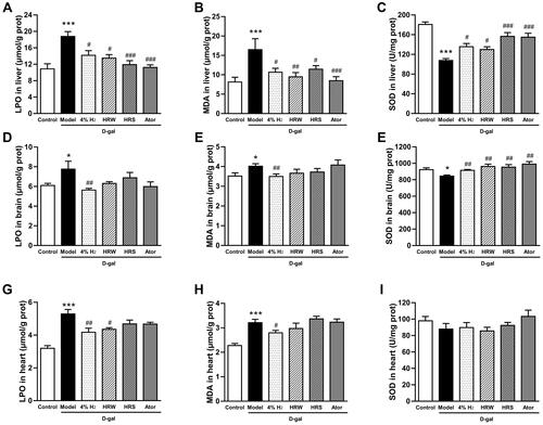 Figure 3 H2 alleviates oxidative stress in D-Gal-induced aging mice. LPO levels, MDA levels, and SOD activities in the liver (A–C), brain (D–F), and heart (G–I). Data are expressed as mean ± SD (n = 10). *P < 0.05, ***P < 0.001 compared with the Control group; #P < 0.05, ##P < 0.01, and ###P < 0.001 compared with the Model group.