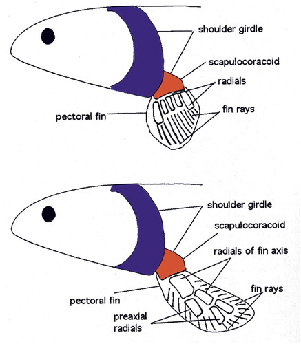 Figure 1. Ray- versus lobe-finned fish: a lobe-finned fish (bottom) has endochondral bones with the primordial building plan of one proximal and two distal bones. The lobe-fin is narrower at its base, facilitating rotation around its long axis to increase efficiency of swimming (adapted from Clack Citation2002, with permission).