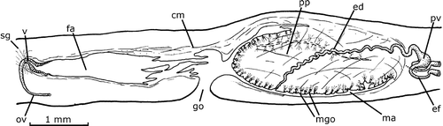 Figure 4. Gigantea maupoi sp. nov. Diagrammatic reconstruction of copulatory apparatus in lateral view of the holotype. The double‐dashed lines indicate a fold of the penis papilla. The dashed line shows the limit between the efferent duct and the prostatic vesicle. Scale bar: 1 mm.