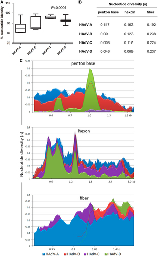 Fig. 2 Nucleotide sequence identity and diversity data for HAdV species (A–D) prototype sequencesa “Box-and-whiskers” plots show percent nucleotide identity of prototype HAdV complete genome sequences. The “box” represents the median and interquartile range (IQR), and the “whiskers” show both minimum and maximum values. The spacing between the boxes indicates the degree of spread; as depicted, the HAdV-C and D species are relatively homogenous. The nucleotide identities are significantly different for HAdV species analyzed (Kruskal–Wallis, P < 0.0001). b Average nucleotide diversity of the major capsid genes between each type within HAdV-A through D. c Nucleotide diversity (π) plots showing the average number of nucleotide differences per site along each gene for HAdV-A through D, calculated for penton base, hexon, and fiber prototype sequences. The plot was constructed using DnaSP v5 ((http://www.ub.edu/dnasp/), with a 100 nucleotide window and 25 nucleotide step size. Nucleotide alignments with gaps were excluded and graphs were constructed using Microsoft Excel software. The lines in the graph represent “trend lines”. Viruses within HADV-B and -D had shorter fiber genes than HAdV-A or -C and the trend lines are denoted accordingly