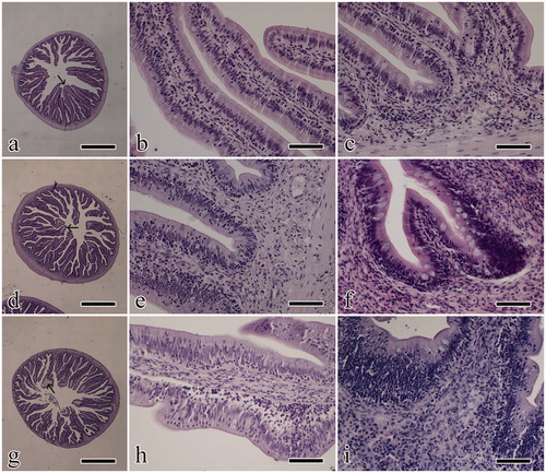 Figure 1. Photomicrographs reporting histological observations; images in the first row are from FM, images in the middle row are from HFP and images in the bottom row are from AY. (a, d, g) low magnification of a transversal gut section, where villus branching and oedema of the tip can be observed (arrow); (b, e, h) longitudinal view of villi to show the presence of intraepithelial lymphocytes; (c, f, i) high magnification images showing the lamina propria inflammatory infiltrate. Scale bar is equal to 1 mm (a, d, g) and 50 µm (b, c, e, f, h, i). FM: fishmeal based diet; HFP: hydrolyzed fish protein; AY: autolyzed yeast.