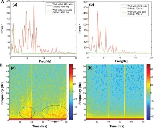 Figure 3 (A) Power spectrum analysis of L929 cellular oscillation compared to vero cells at different time periods from (a) 30 to 40 hrs and (b) 55 to 70 hrs. (B) Time-frequency plots for cellular oscillation. (a) L929 cells (b) vero cells.Note: Black circles show oscillation frequencies.Abbreviations: ATP, adenosine triphosphate; ECIS, electrical cell-substrate impedance-sensing system.