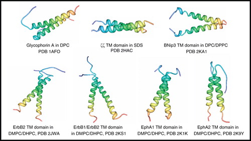 Figure 3. NMR structures of α-helical membrane proteins with two identical α-helices (homodimers). Structures of Glycophorin A in DPC, ζζ TM domain (28–60) in SDS, BNip3 TM domain (154–188) in DPC/DPPC, ErbB2 TM domain (641–684) in DMPC/DHPC, ErbB1/ErbB2 TM domain (634–677/641–684) in DMPC/DHPC, EphA1 TM domain (536–573) in DMPC/DHPC, EphA2 TM domain (523–563) in DMPC/DHPC. All pictures were produced using the PDB file and PDB Protein Workshop 3.9 (Moreland et al. Citation2005). This Figure is reproduced in colour in Molecular Membrane Biology online.