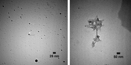 Figure 8. TEM micrographs of the produced NPs by 96% hydroalcoholic extract of Q. brantii leaves after 24 h of biotransformation.
