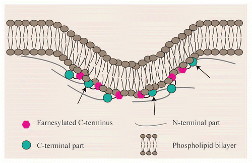 Figure 2 Farnesylated nuclear membrane proteins affect nuclear shape by directly interacting with the lipid bilayer. Schematic representation of our current model, explaining how farnesylated proteins of the nuclear membrane affect nuclear shape by directly interacting with the lipid bilayer of the INM via their farnesylated C-terminus. The arrows indicate sites where the C-terminal part of the protein is interacting with the lipid bilayer.