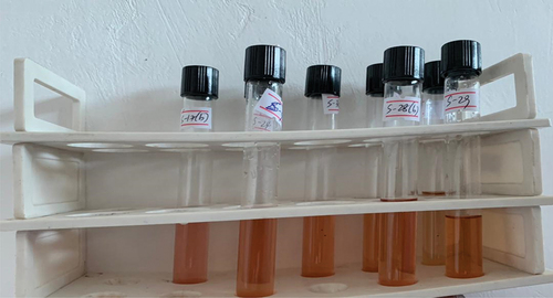 Figure 4. Detection of Indole-3-acetic acid (IAA) production in non-fluorescent bacteria (NFB) using Salkowski’s reagent.