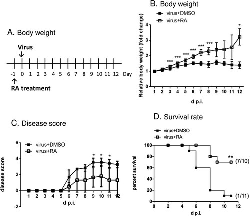 Figure 4. Role of RA in protection against the EV-A71 challenge in vivo. (A) An illustration of the treatment with RA in an animal model. (B) Effects of RA on body weight loss of infected mice. Values show the mean ± SD; n = 6. (C) Effects of RA on the relief of symptoms of infected mice. Values show the mean ± SD; DMSO group, n = 7 and RA group, n = 6. (D) Effects of RA on survival of infected mice. The mice survival was estimated using the Kaplan-Meier method; DMSO: n = 11, RA: n = 10. *P < 0.05, **P < 0.01, and ***P < 0.001.