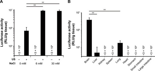 Figure 3 Transfection efficiency of bubble lipopolyplexes.Notes: Transfection efficiency of bubble lipopolyplexes in the brain (A) and other organs (B). Mice were intravenously administered with bubble lipopolyplexes with or without NaCl (pDNA, 50 μg), followed by ultrasound irradiation (duration, 120 s; intensity, 1 W/cm2) of the brain. Six hours after transfection, luciferase activities were analyzed in the brain and other organs (n = 3 or 4). Data are represented as mean ± SD. **P < 0.01, Tukey’s multiple comparison test.Abbreviations: pDNA, plasmid DNA; RLU, relative light units; US, ultrasound.