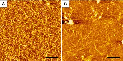 Figure 8 Stability of A6K nanofibers.Notes: (A) Atomic force microscopic image of freshly prepared A6K nanofibers. (B) A6K nanofibers after incubation in Dulbecco’s Modified Eagle’s Medium supplemented with 10% fetal bovine serum. Scale bar, 1 μm.