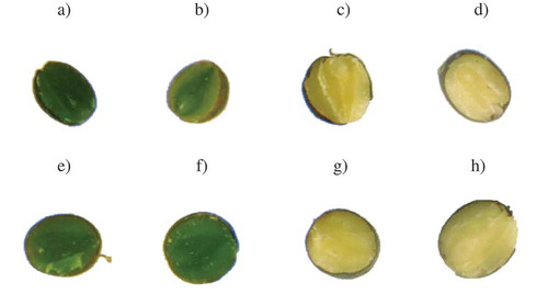 Figure 3. Images of rapeseed cross-sections: A) Contact 25 DAF, b) Contact 35 DAF, c) Contact 44 DAF, d) Contact 55 DAF, e) Kronos 25 DAF, f) Kronos 35 DAF, g) Kronos 44 DAF, h) Kronos 54 DAF. Maturity stages (days after flowering): early-green (25 DAF), green (35 DAF), technical (44 DAF) and full (54 DAF).