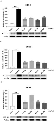 Figure 3. Effect of mixture extract (ME) and Perna canaliculus (PC) on COX-1, COX-2, and NF-κB expression in ankle tissue of the collagen-induced arthritis (CIA) model. COX-1, COX-2, and NF-κB levels in the ankle tissue were measured using western blotting after repeated oral administration of 100 mg/kg ME or PC once per day for 1 week. β-Actin was used as an internal control. Values are mean ± SD. These values are expressed as the percentage of COX-1, COX-2, and NF-κB protein/β-actin for each sample (***p < 0.01, compared to the vehicle-treated group; +++p < 0.01, compared to the CIA control group).