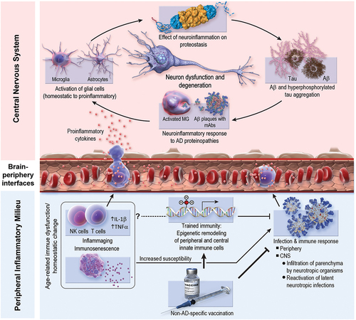 Figure 1. Possible mechanisms underlying the protective effect of non–AD-specific vaccines on AD pathobiology. Bottom right: vaccines may reduce AD risk by mitigating infectious burden, including neurotropic infections (e.g., herpes zoster) and peripheral (i.e., non-CNS) infections. Peripheral infections can influence central neuroinflammation via stimulation of pro-inflammatory immune responses, which can modulate the central immune milieu. Bottom left: vaccine-induced trained immunity (i.e., epigenetic remodeling of innate immune cells) may reduce AD risk by providing non–pathogen-specific protection from infections. Moreover, trained immunity may ameliorate homeostatic imbalances associated with aging (e.g., inflammaging, immunosenescence). This modulation of peripheral and central immune milieus may result in enhanced efficiency of immune-mediated clearance of AD histopathology (e.g., amyloid-β plaques), resolution of AD-induced neuroinflammation, and/or modulation of the immune system’s response to existing AD histopathology such that inflammatory damage to nearby non-pathologic brain parenchyma is dampened (i.e., “collateral damage control”). One possible mechanism that is not pictured above and is likely unique to the influenza vaccine is possible antigenic cross-reactivity between the fusion domain of influenza hemagglutinin and the C-terminus of Aβ1–42 monomers in lipidic environments.Citation17 Aβ, amyloid- β; AD, Alzheimer disease; CNS, central nervous system; IL, interleukin; MG, microglia; NK, natural killer; TNF, tumor necrosis factor.