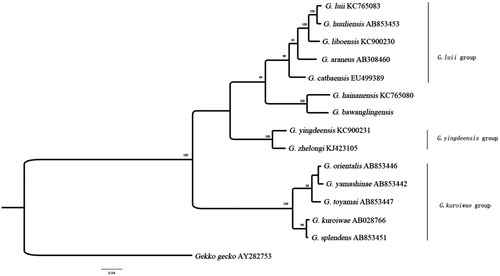 Figure 1. A Bayesian tree based on partial nucleotide sequence data of the 16S rRNA gene of 14 Goniurosaurus species.