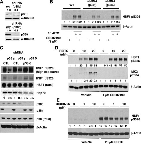 FIG 7 Deletion or inhibition of p38γ MAPK reduces the levels of pS326 HSF1 in cells. (A) Immunoblotting for p38 γ and δ in A431 cells, which either express both p38γ and p38δ (WT) or in which p38γ or p38δ had been stably knocked down using selective shRNA. (B) A431 cells (5 × 105 per well, WT or p38γ or p38δ deficient) were preincubated for 1 h with vehicle (0.1% acetonitrile) or SB202190, and exposed to heat shock (42°C) for a further 1 h. (C) p38γ or p38δ was stably knocked down in MDA-MB-231 cells using selective shRNA. The levels of total HSF1, HSF1 phosphorylated at S326, total p38, p38γ, and p38δ, and Hsp70 were detected by Western blot analysis. (D and E) MDA-MB-231 cells (5 × 105 per well) grown in six-well plates were pretreated with vehicle (0.1% acetonitrile), SB202190, or BIRB0796 for 1 h and subsequently either treated with vehicle (0.1% acetonitrile) or PEITC for a further 1.5 h. HSF1 phosphorylated at S326 (B to E) and MK2 phosphorylated at T334 (D) were detected by Western blot analysis. The levels of α-tubulin (A) or β-actin (B to E) served as loading controls.