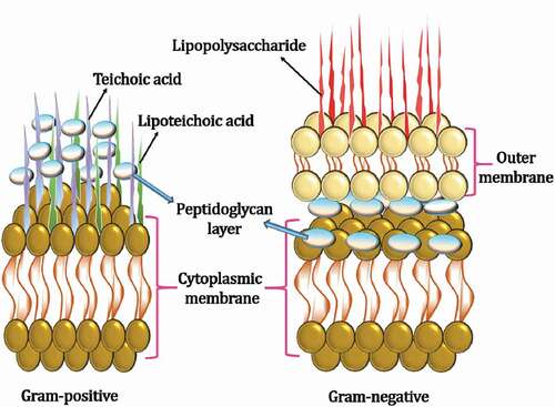 Figure 4. Gram-positive and Gram-negative bacterial membrane characteristics.