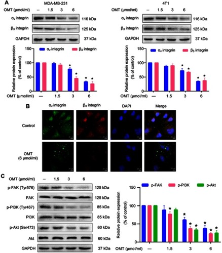 Figure 4 The inhibitory effects of oxymatrine on αⅤβ3 integrin/FAK/PI3K/Akt signaling.Notes: MDA-MB-231 and 4T1 cells were treated with or without oxymatrine (1.5, 3 and 6 μmol/mL) for 48 h. (A) The expression of αⅤ and β3 integrin was analyzed by Western blot. (B) The expression and co-localization of αⅤ and β integrin were evaluated by immunofluorescence microscopy (magnification, 400×; scale bars, 25 μm). (C) The expression of phosphorylated and total FAK, PI3K, and Akt were detected by Western blot. The values represent the mean ± SEM. *P<0.05 compared with the control group. The statistical data is provided from 3 independent experiments.Abbreviations: OMT, oxymatrine; FAK, focal adhesion kinase; PI3K, phosphoinositide 3-kinase; Akt, protein kinase B; GAPDH, glyceraldehyde-3-phosphate dehydrogenase.