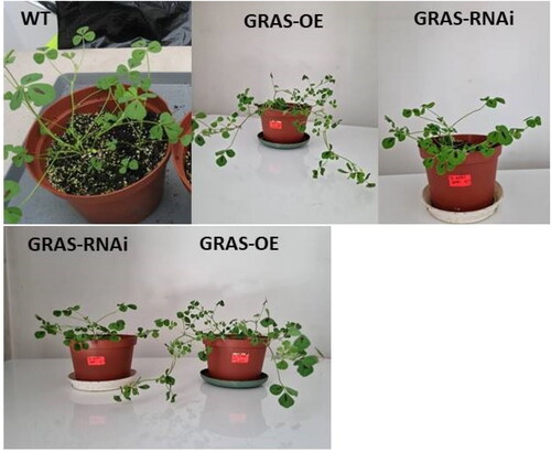 Figure 3. Plant architecture of T1 transgenic lines with modified expression MtGRAS7OE and MtGRAS7RNAi compared to WT plants.