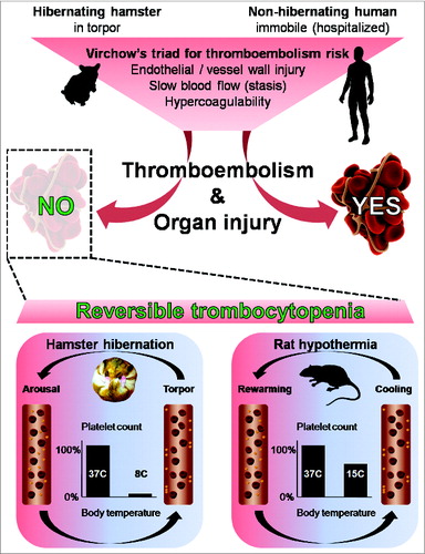 Figure 1. Following Virchow's triad, animals in hibernation are at high risk of thromboembolism and subsequent organ injury, similar to hospitalized humans, subjected to a period of prolonged immobility. Consequently, bedridden patients sooner or later develop thrombosis and embolism with organ injury, whereas hibernating mammals (such as the hamster) do not. Unraveling why they do not suffer thromboembolism, we show that during the repetitive phases of torpor there is a reversible decrease (by 96%) in circulating platelet count (thrombocytopenia). The thrombocytopenia is likely due to margination of platelets to the vessel wall, as depicted in the blood vessel during torpor, which rapidly reverses upon phases of arousal. Similarly, but to a lesser extent, thrombocytopenia can be induced in a non-hibernating mammal by forced hypothermia, also this low platelet count is reversible upon rewarming. Disclosing the shared underlying mechanism in hibernating and non-hibernating species can help us improve anticoagulant control for humans at risk of thromboembolism and organ injury.