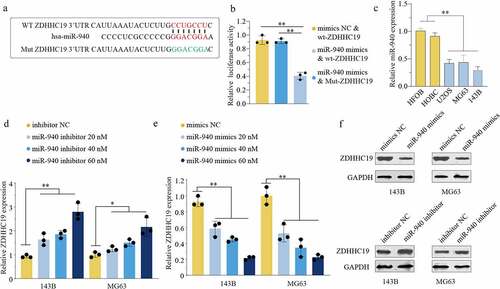 Figure 5. miR-940 directly bound to the 3’-UTR of ZDHHC19 and reversely regulated ZDHHC19 expression. (a) Bioinformatics analysis showed the miR-940 potential binding site located on the 3’-UTR of ZDHHC19. (b) The relative luciferase analysis based on a dual – luciferase reporter assay. (c) The expression status of miR-940 in OS cell lines (U2OS, MG63 and 143B) and the normal human bone cells (HFOB and HOBC). (d) The mRNA expression level of ZDHHC19 in OS cells transfected with inhibitor NC or miR-940 inhibitor. (e) The mRNA expression level of ZDHHC19 in OS cells transfected with mimics NC or miR-940 mimics. (f) The protein expression level of ZDHHC19 in OS cells transfected with miR-940 inhibitor or miR-940 inhibitor. All data are presented as the mean ± standard deviation of three independent experiments. *P < 0.05; **P < 0.01.