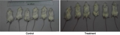 Figure 12 Control group and treatment group tumor-bearing mice 31 days after KBM7R cell inoculation.