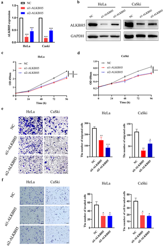 Figure 4. Effect of ALKBH5 on proliferation, migration and invasion in HeLa and CaSki cells.