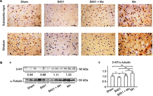 Figure 7 Expression levels of oxidative stress-related 3-NT were decreased significantly in the brain tissues of Mn-treated mice under oral B401 treatment.
