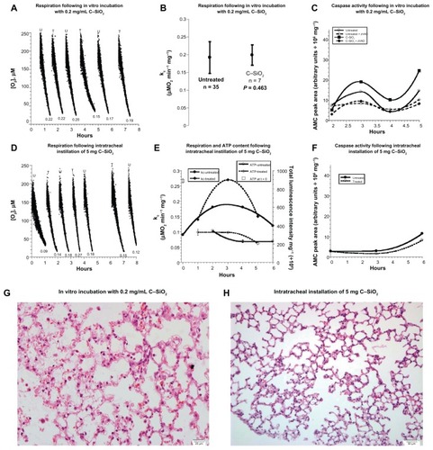 Figure 2 (A–H) Biocompatibility of C–SiO2 with lung respiration, adenosine triphosphate (ATP) content, caspase activity, and histology. (A–C) Lung specimens were incubated in vitro at 37°C in oxygenated Krebs–Henseleit (KH) buffer with and without 0.2 mg/dL C–SiO2. Cellular respiration and caspase activity were then measured as a function of time, as described in Figure 1. Representative O2 runs are shown in (A); the values of kc (μM O2/minute/mg) are shown at the bottom of each run (U, untreated; T, treated). A summary of the values of kc for all experiments is shown in (B). The P-value is for comparison with the untreated condition; “n” is the number of independent measurements. Caspase activity with and without zVAD-fmk is shown in (C). (D–F) Lung specimens were collected 60 minutes after intratracheal instillation of 5 mg C–SiO2-etched or 150 L 0.9% NaCl. The samples were then incubated in vitro at 37°C in oxygenated KH buffer. Cellular respiration, ATP content and caspase activity (F) were measured as a function of time. Representative O2 runs, values of kc, and cellular ATP are shown in (D and E). (G,H) Representative histology (hematoxylin and eosin, 40×) at 4 hours for in vitro-treated (G) and intratracheally treated (H) lungs, both revealing preserved pulmonary architecture.