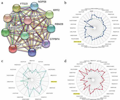 Figure 8. Relationships between NOP2 and PPI, MSI, TNB, TMB in ccRCC; (a) PPI network; (b) Relationships between NOP2 and MSI; (c) Relationships between NOP2 and TNB; (d) Relationships between NOP2 and TMB