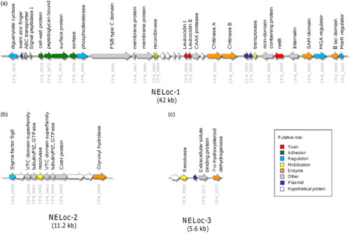 Figure 1. Genetic organization of NE-specific loci. The genetic organization of (A) NELoc-1, (B) NELoc-2 and (C) NELoc-3. Each arrow represents a predicted gene and the total size is given below each locus. Predicted functional annotations and locus tags are shown above and below each gene, respectively. Genes are colour-coded by their putative role based upon sequence analyses.