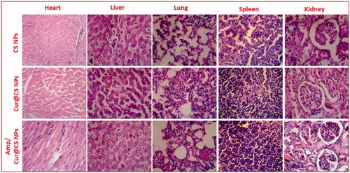 Figure 11. Histomorphology photographs of in vivo toxicity of treated samples (CS NPs, Cur@CS NPs, and Cur/Amp@CS NPs) on major organs (heart, liver, lung, spleen, and kidney) of the rat model.
