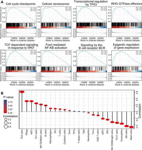 Figure 6 GSEA and Immune Cells Infiltration. (A) Gene set differences between ORC6L high and ORC6L low human BC specimens revealed by GSEA. 14 biological pathways were found obviously enriched in ORC6L high BC specimens. A gene set with P ≤ 0.05 was considered to be significantly enriched. (B) Correlation between ORC6L expression and immune cells infiltration in BC. Coefficient of correlation |r|>0.3, P-value < 0.05 was considered statistically significant.