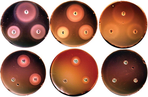 Figure 1. Iron nutrition tests with L. monocytogenes EGD-e. Bacteria were grown in BHI broth, rendered iron-deficient with 1 mM bipyridyl, and plated on BHI agar containing bipyridyl (Newton et al. Citation2005). Iron-complexes were applied to the paper discs. EGD-e used siderophores Fc, FcA and FxB [250 uM (discs 1, 4, 7, respectively) 50 uM (discs 2, 5, 8) and 5 uM (discs 3, 6, 9), holoTf and holoLf (discs 10, 11; 6 uM), Hb (disc 13; 15 uM) and Hn (disc 14; 100 uM). Utilization of iron from Ftn (disc 12; 2 uM) and ferric enterobactin (discs 16–18) was not observed here, but seen in other tests (Jin et al. Citation2005, Newton et al. Citation2005). This Figure is reproduced in color in the online version of Molecular Membrane Biology.