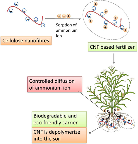 Figure 1. Depicting mechanism of controlled-release mechanism of CNF-based fertilizer.