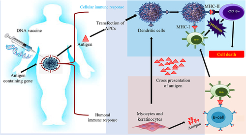 Figure 6 Innate and adaptive immune activation induced by DNA vaccines: Plasmid with gene encoding antigens used to augment adaptive and cellular immune response. This immune triggering acts as a power signal to stimulate intermingled signaling pathways to cure cancer.