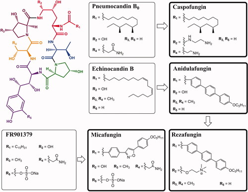 Figure 2. Structure of selected compounds of the echinocandin class. Thin boxes indicate the natural product precursors derived from fungal metabolism, bold boxes distinguish semi-synthetic antibiotics.
